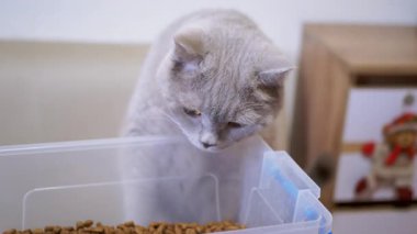 Kuru kedi maması konteynırına bakan gri bir İngiliz kısa hava kedisi. Kedi yemekle ilgileniyor gibi görünüyor..