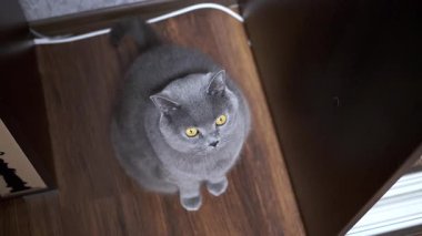 Büyüleyici sarı gözlü gri bir kedi oturur ve etrafını izler. Evcil hayvan, hayvan ve ev ile ilgili içerik için ideal.