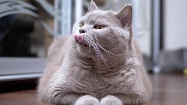 Gri kedi yerde yatar, merakla yukarı bakar. Hayvan ve evcil hayvan temalı içerik için harika.