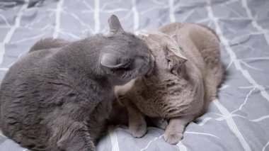 Gri bir kedi kulağının arkasındaki açık gri kediyi yalıyor. Açık tenli kedinin gözleri kapalı.