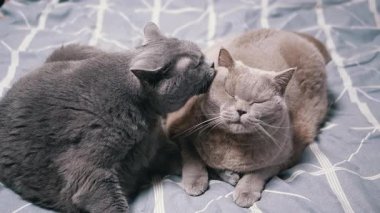 Koyu gri bir kedi açık gri bir kedinin kulağını yalar. Daha hafif olan kedinin sanki zevk alıyormuş gibi gözleri kapalı..