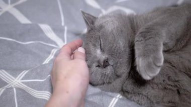 Gri bir kedi, gri desenli bir yatak örtüsüne uzanmış, insan elinden gelen nazik evcil hayvanlarla eğleniyor..