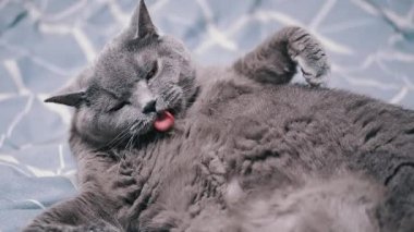 Gri bir kedi sırt üstü yatar ve göbeğini yalar. Kedi rahat ve memnundur. Hayvan ve hayvanlarla ilgili projeler için mükemmel..