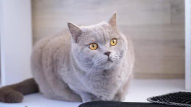 Sarı gözlü tüylü gri bir kedi dikkatle beyaz bir rafta oturur, evcil hayvan, hayvan ve ev ile ilgili içerik için mükemmeldir..