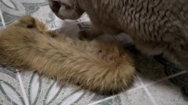 Gri bir kedi, fayanslı zeminde tüylü bir kürk kuyruğunu araştırır. Evcil hayvan, hayvan davranışı ve evcil hayat videoları için mükemmeldir..
