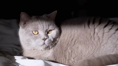 Gri bir kedi beyaz çarşafların üzerinde uzanır, yumuşak pencere ışığıyla yıkanır. Evcil hayvan, yaşam tarzı ve ev dekorasyonu projeleri için ideal.