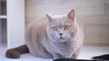 Büyüleyici sarı gözleri olan tüylü gri bir kedi sakince beyaz bir rafta oturur. Evcil hayvan ve ev ile ilgili projeler için mükemmel bir sahne..