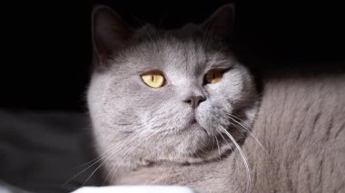 Vurucu sarı gözlü gri bir kedi, kısmen gölgelerle örtülmüş beyaz çarşafların üzerinde durmakta, dengesiz ve sakin bir sahne yaratmaktadır..