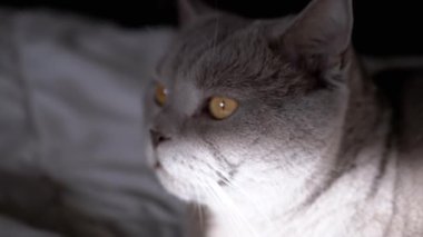 Bir İngiliz Shorthair kedisinin yakından çekilmiş portresi. Şafak vakti sabah güneşinin yumuşak parıltısıyla yıkanmış sarı gözleri var. Yumuşak kürkü ve bıyıkları detaylarıyla vurgulanmış..