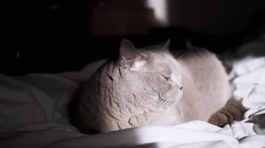 Gri bir kedi güneş ışığının altında bir yatakta dinlenir ve evcil hayvan, ev ve yaşam tarzı içeriği için ideal sakin bir sahne yaratır..