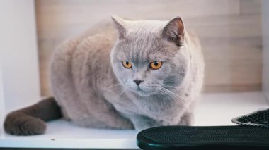 Tüylü gri bir kedi sakince beyaz bir rafta oturur, delici sarı gözleri nazik tavırlarına biraz yoğunluk katar..