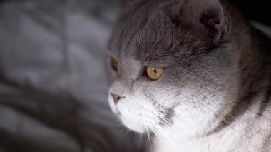 Kehribar gözlü bir İngiliz Shorthair kedisinin profili. Huzur içinde bakıyor. Yumuşak ışık, onun sakin tavrını vurgular..