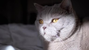 Yoğun sarı gözlü gri bir kedi, yatakta dinlenirken ışığa bakar ve büyüleyici bir portre yaratır..