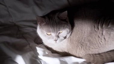 Gri bir kedi, güneş ışığı altında beyaz çarşafların üzerinde huzur içinde yatar. Evcil hayvan ve ev projeleri için rahat ve huzurlu bir sahne yaratır..