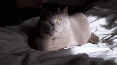 Gri gözlü bir kedi beyaz çarşafların üzerinde sakince uzanır, huzurlu bir dinlenme ve rahatlama anının tadını çıkarır..