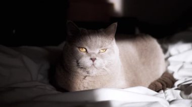 Parlak sarı gözlü gri bir kedi beyaz çarşafların üzerinde huzur içinde dinleniyor. Yumuşak pencere ışığında bir dakikalık dinlenmenin tadını çıkarıyor..