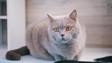 Parlak sarı gözlü sakin gri bir kedi beyaz bir rafta huzur içinde oturur ve evcil hayvan ve ev projeleri için rahatlatıcı bir görüntü yaratır..