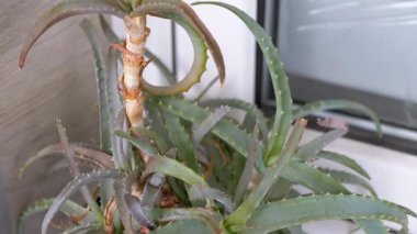 Penceredeki bir aloe vera bitkisinin yakın çekimi, desenli yapraklarını, hassas dikenlerini ve eşsiz büyüme modelini vurguluyor. Doğa, bahçe ve cilt bakımı için ideal..