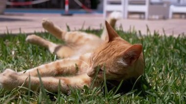 Parlak Güneş Işığıyla Banyo Yaparken Yeşil Çimlerde Oynayan Zencefilli Kedi Yuvarlanıyor. Mutlu turuncu kedi açık havada bahçede güneşli havanın tadını çıkarıyor. Yakın plan. Evcil hayvan konsepti. Yavaş çekim.