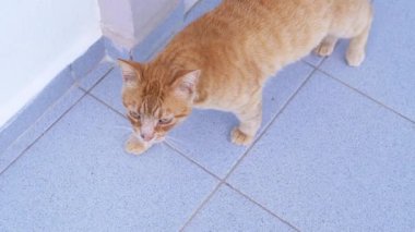 Bir Meraklı Kızıl Kedi Serinkanlı ve Serin Bir Açık Hava Keşfediyor. Evsiz kızıl kedi şakacı bir şekilde çevresini keşfeder, zarif hareketlerle duvara sürtünür..