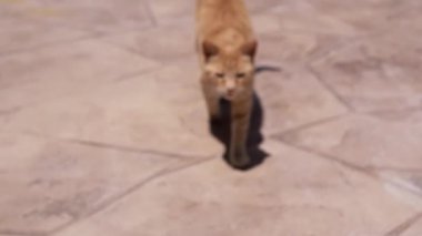 Zencefilli kedi bugün sıcak güneş ışığında asfalt boyunca zarif bir şekilde geziniyor. Enerjik, oyuncu bir sokak kedisi kavurucu güneşin ışınlarında sıcak asfalt üzerinde sade bir şekilde miyavlıyor..