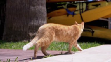 Güneşli bir günde evsiz bir kızıl kedi arabaların arasında asfalt üzerinde yürür. Meraklı kedi miyavlıyor, güneşli bölgeyi keşfediyor, kanoların ve park halindeki bir arabanın etrafında merakla dolanıyor. Bulanık hareket. Evcil hayvan hayatı.