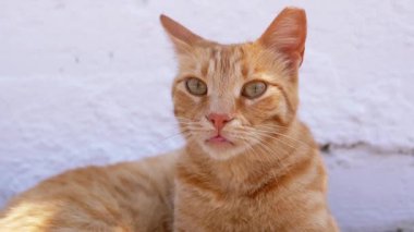 Portre, Evsiz Zencefilli Kedi Beyaz Duvar 'da Rahatlıyor, Etrafının Tadını Çıkartıyor. Kapatın. Yeşil gözlü evcil turuncu kedi dışarıda beyaz bir arka planda dinleniyor. Uzayı kopyala Evcil hayvanlar.