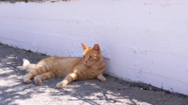 Dışarıdaki sıcak güneş ışığında gevşeyen sevimli bir kızıl kedi. Yeşil gözlü, güzel bir kızıl kedi, asfalttaki beyaz duvarın yanındaki sıcak güneş ışınlarının altında duruyor. Uzayı kopyala Evcil hayvanlar.