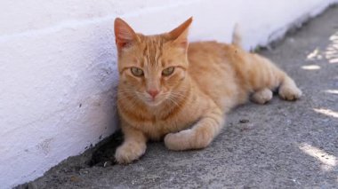 Beyaz Duvar 'ın yanında Evsiz Kızıl Kedi Sıcak Asfaltta Yatar. Yakından, yeşil gözlü evcil turuncu kedi sakinlik ve cazibe havası yayıyor. Dışarı çıkın. Uzayı kopyala Evcil hayvanlar.