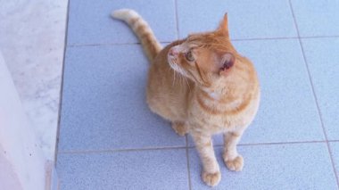 Sevimli Ginger Cat 'in portresi Büyük Yeşil Gözlü Merak ile yukarı bakıyor. Evsiz, tapılası turuncu kedi, zarifçe fayanslı bir yüzeyde duruyor, merakla yukarıya bakıyor.