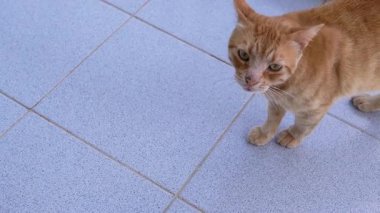 Neşeli ve Meraklı Zencefilli Kedi. Güzel Açık Alan 'ın tadını çıkarıyor ve keşfediyor. Meraklı bir sokak kedisi neşeli bir şekilde fayanslı bir araziyi keşfediyor, doğal doğasını gözler önüne seriyor..