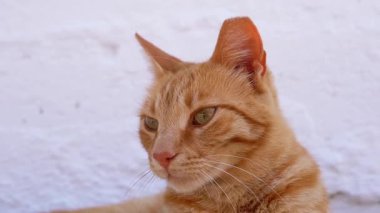 Büyüleyici turuncu bir kedi beyaz arka planda güzelce dinleniyor, rahat tavrını sergiliyor. Kapatın. Yeşil gözlü yerli turuncu kedi. Bulanık beyaz arka plan. Yavaş çekim.