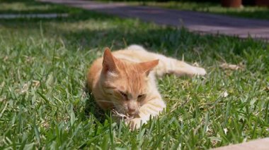 En tepedeki manzara, Oyuncu kızıl kedi güneşin altındaki parlak yeşil çimlerin üzerinde uzanıyor. Sevimli kızıl kedi sulu yeşil çimenleri çiğneyip güneşli bir günün tadını çıkarıyor. Yakın plan. Evcil hayvan konsepti. Yavaş çekim.