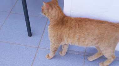 Bir Meraklı Kızıl Kedi Serinkanlı ve Serin Bir Açık Hava Keşfediyor. Evsiz kızıl kedi şakacı bir şekilde çevresini keşfeder, zarif hareketlerle duvara sürtünür..