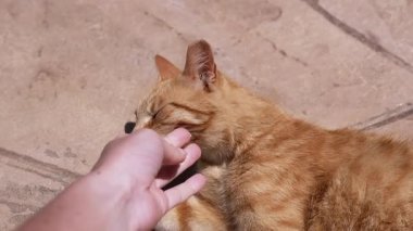Kadın El Okuyan Evsiz Zencefilli Kedi Güneş Işığında Sıcak Asfaltta. Çekici bir kızıl kedi, dişi eli nazikçe okşamaktan zevk alır. Bu da onun neşeli ve sevecen doğasını gösterir..