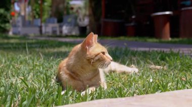 Portre, yeşil çimlerin üzerinde uzanmış, güneşte miyavlayan neşeli kızıl kedi. Yeşil gözlü mutlu turuncu kedi açık havada bahçede güneşli havanın tadını çıkarıyor. Miyav. Kapatın. Evcil hayvan konsepti. Yavaş çekim.