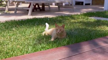 Parlak Günışığı ile yıkanırken Yeşil Çimlerde yatan Oyuncu Zencefilli Kedi. Mutlu turuncu kedi açık havada bahçede güneşli havanın tadını çıkarıyor. Kapatın. Evcil hayvan konsepti. Yavaş çekim.