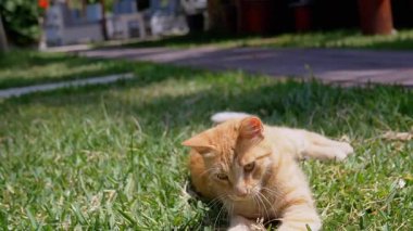 Sahibi yeşil çimlerin üzerinde yatan sevimli bir kızıl kediyle oynuyor. El, bahçedeki sıcak güneşten hoşlanan neşeli evcil kediye çimen atar. Kapatın. Evcil hayvan konsepti. Yavaş çekim.