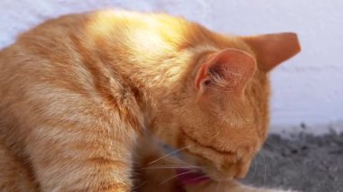 Çekici ve enfes bir kızıl kedi, güneşli ve sıcak bir anın tadını çıkarırken büyük bir özenle hazırlanır.