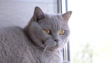Yeşil gözlü gri tüylü İngiliz kedisi, bir rafta oturur, balkondaki pencereden dışarı bakar. Yakın plan. Kedi dinleniyor, hareketi izliyor. - Günaydın. Güneşli bir gün.