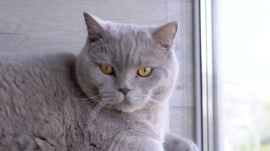 Yeşil gözlü gri tüylü İngiliz kedisi, bir rafta oturur, balkondaki pencereden dışarı bakar. Yakın plan. Kedi dinleniyor, hareketi izliyor. - Günaydın. Güneşli bir gün.