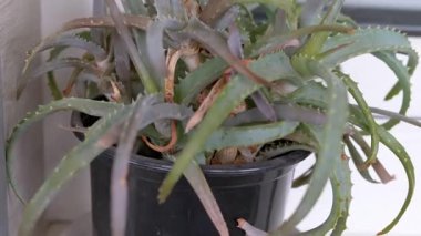 Bir aloe vera bitkisinin yakın çekimi, dokulu yapraklarını, hassas dikenlerini ve eşsiz büyüme modelini vurguluyor. Doğa, bahçe ve cilt bakımı için ideal..