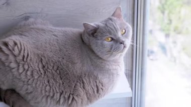 Yeşil gözlü gri tüylü İngiliz kedisi, bir rafta oturur, balkondaki pencereden dışarı bakar. Yakın plan. Kedi dinleniyor, hareketi izliyor. - Günaydın. Güneşli bir gün. Yan görünüm.
