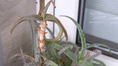 Bir aloe vera bitkisinin yakın çekimi, dokulu yapraklarını, hassas dikenlerini ve eşsiz büyüme modelini vurguluyor. Doğa, bahçe ve cilt bakımı için ideal..