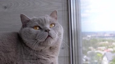 Yeşil gözlü gri tüylü İngiliz kedisi, bir rafta oturur, balkondaki pencereden dışarı bakar. Yakın plan. Kedi dinleniyor, hareketi izliyor. - Günaydın. Güneşli bir gün.