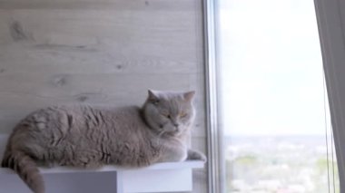 Yeşil gözlü gri tüylü İngiliz kedisi, bir rafta oturur, balkondaki pencereden dışarı bakar. Yakın plan. Kedi dinleniyor, hareketi izliyor. - Günaydın. Güneşli bir gün. Bulanık hareket, kamera hayvana yaklaşıyor..