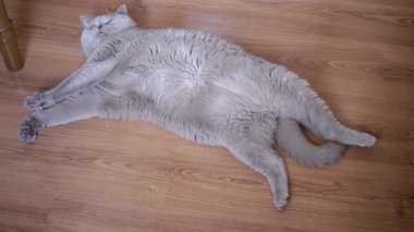 Gri tüylü İngilizler uzanıyor ve kedi yerde dinleniyor.