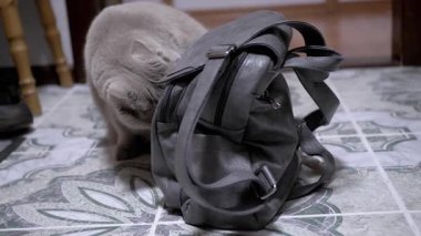 Sevimli gri bir kedi, gri bir sırt çantasıyla şakalaşarak kokluyor, okşuyor ve merakını dile getiriyor. Hayvan, hayvan ve yaşam tarzı projeleri için ideal.