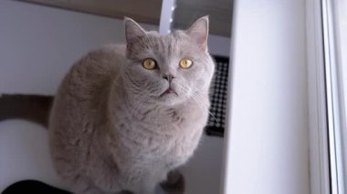 Üst manzara, yeşil gözlü gri tüylü İngiliz kedisi, bir rafta oturuyor, balkondaki pencereden dışarı bakıyor. Yakın plan. Kedi dinleniyor, hareketi izliyor. - Günaydın. Güneşli bir gün.