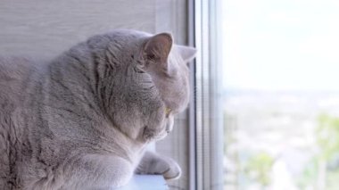 Yeşil gözlü gri tüylü İngiliz kedisi, bir rafta oturur, balkondaki pencereden dışarı bakar. Yakın plan. Kedi dinleniyor, hareketi izliyor. - Günaydın. Güneşli bir gün.